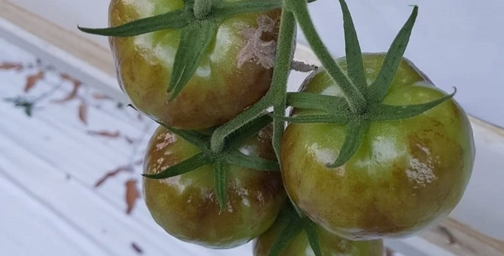 MPI – decision to temporarily suspend all Imported Australian fresh Tomatoes the correct one.