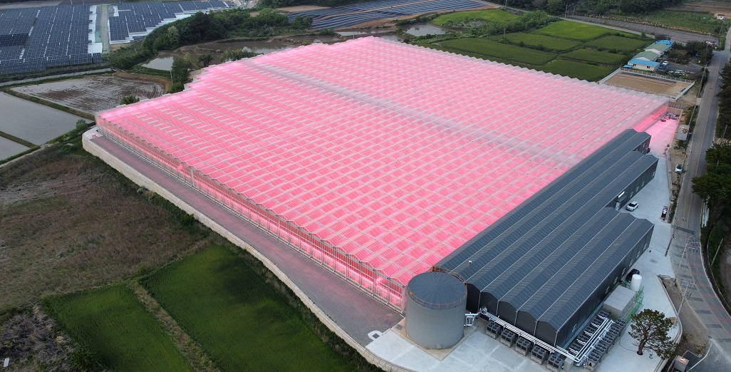 Signify Korea installs Philips horticulture grow in a 2.8 ha tomato - Grower2Grower