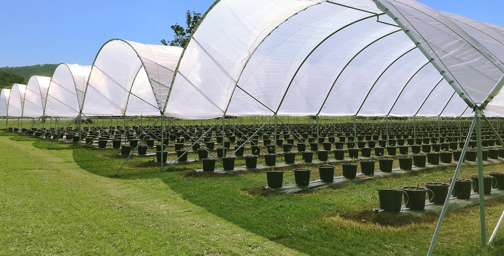 Elite Tunnels, UK Protected Cropping Solutions for Growers