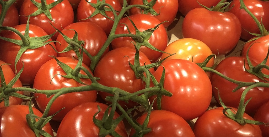 VOTING OPEN for TomatoesNZ’s Commodity Levy