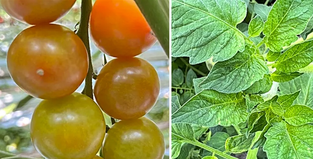 Tomato grower applies Tobre after contamination