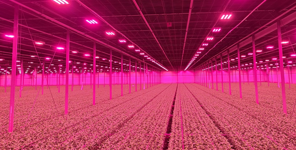 Integration of Philips GrowWise control system with climate computer allows Huisman Chrysanten to light more effectively and efficiently
