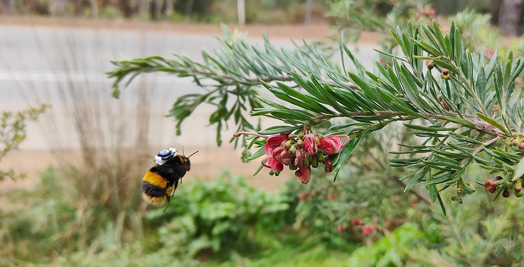 High-tech spy gear to uncover the secrets of Bumble bees in Tasmania