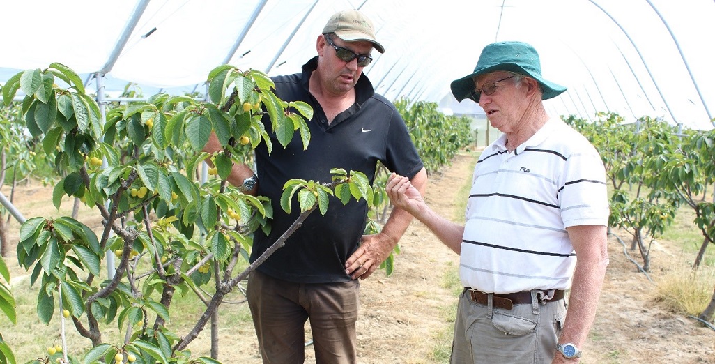 Cherry Production in New Zealand – Mike Nichols