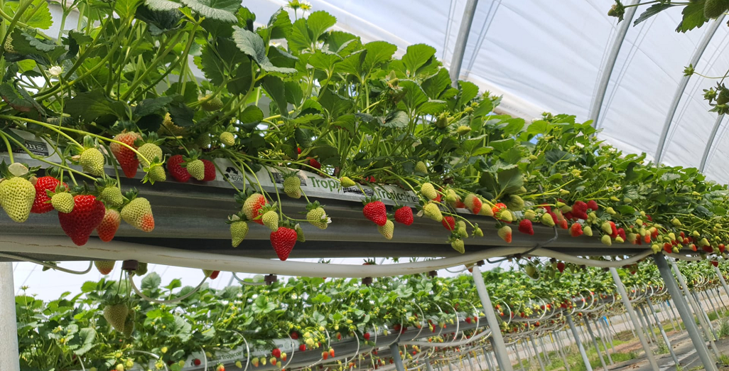 Summer Planting at Bert’s Berry Farm: