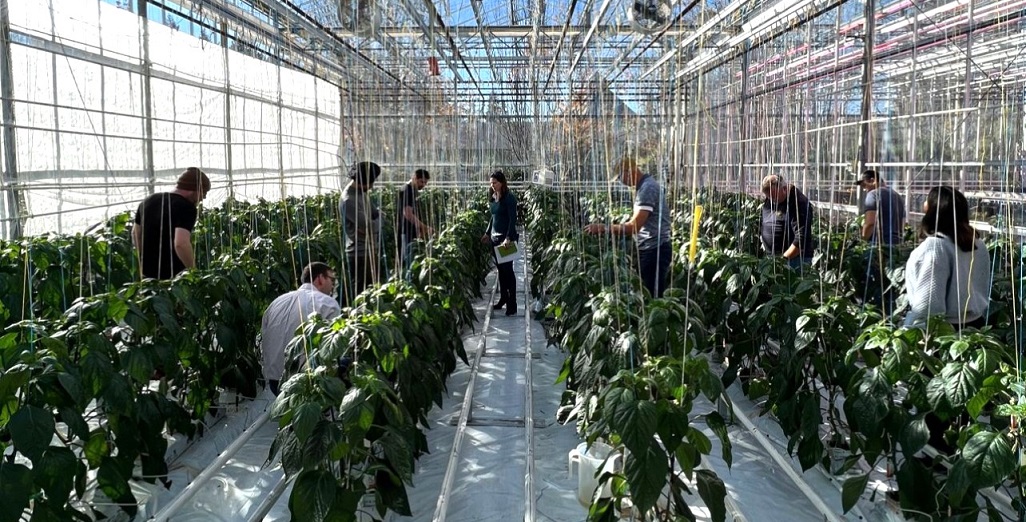 Increasing year-round Capsicum yields through advanced LED lighting