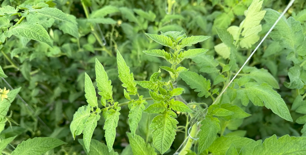 An observation about Chlorosis effecting Tomato Plants. 