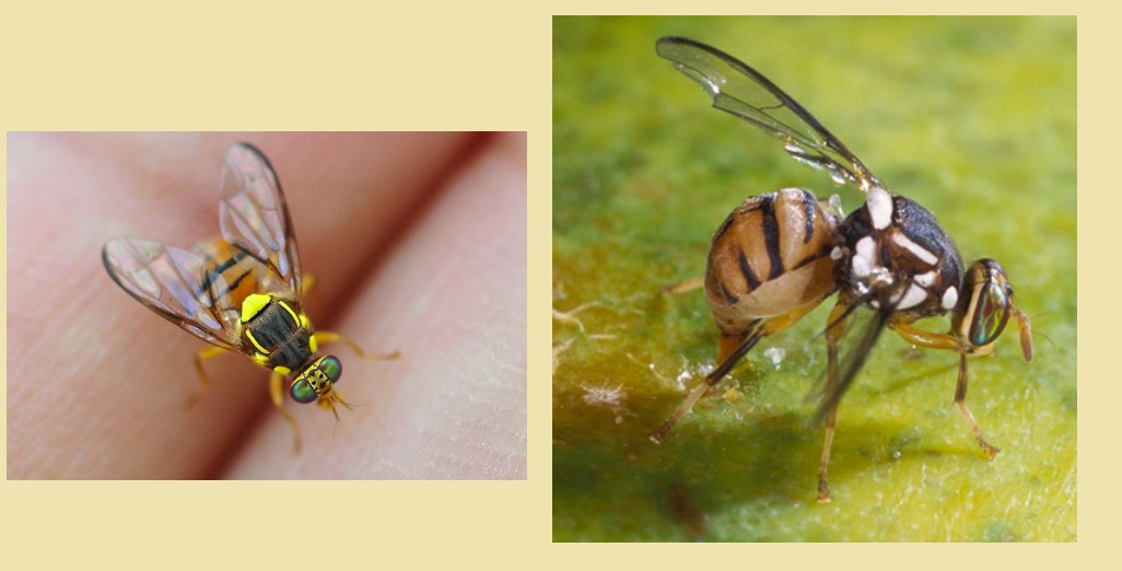 Oriental fruit fly found in Papatoetoe: response underway