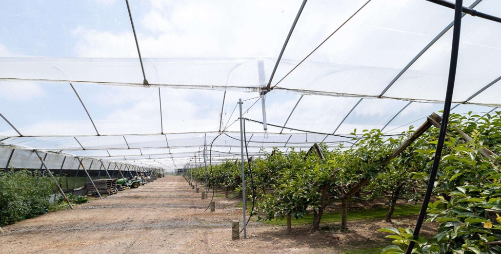 Established Protected Cropping Persimmon Orchard – Waikato