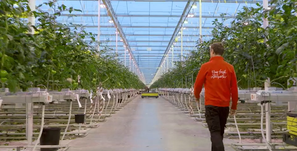 Den Berk Délice improved production predictability and energy efficiency with Philips horticulture intelligent lighting